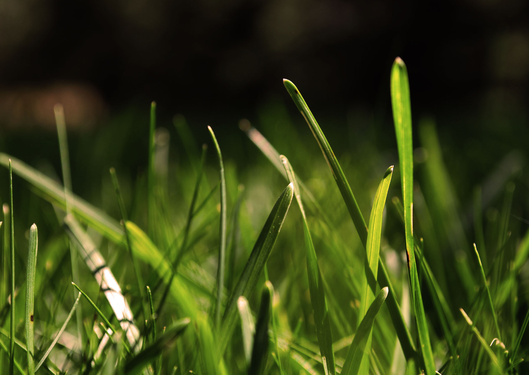 jensen amand aphoto contest final grass very nice